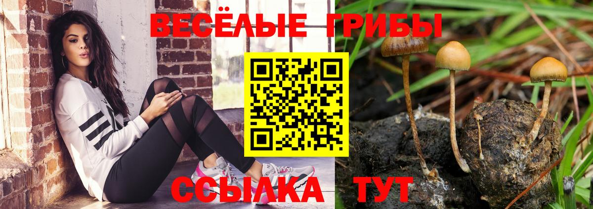 Псилоцибиновые грибы мицелий Тара